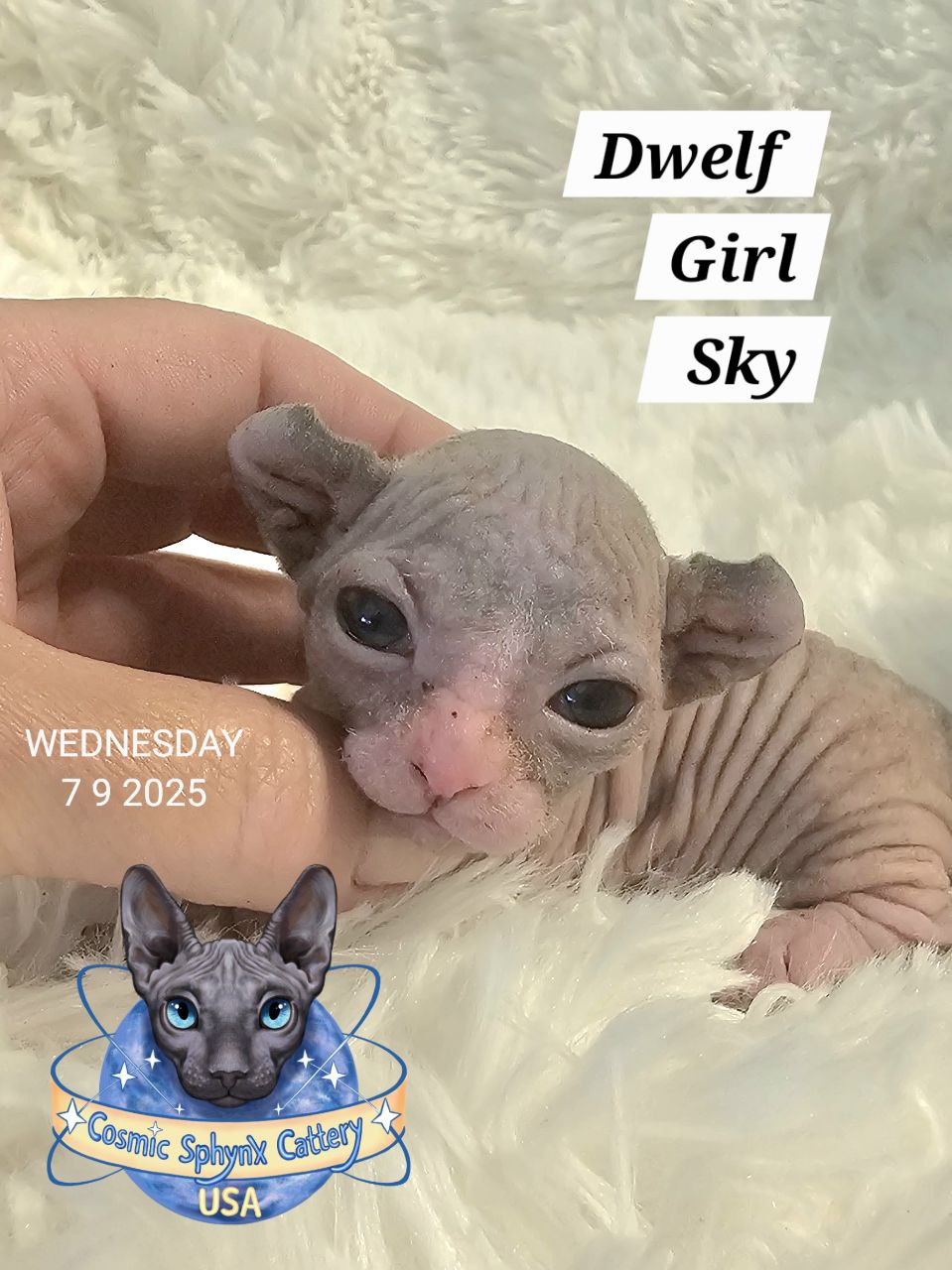 5150133604788055951