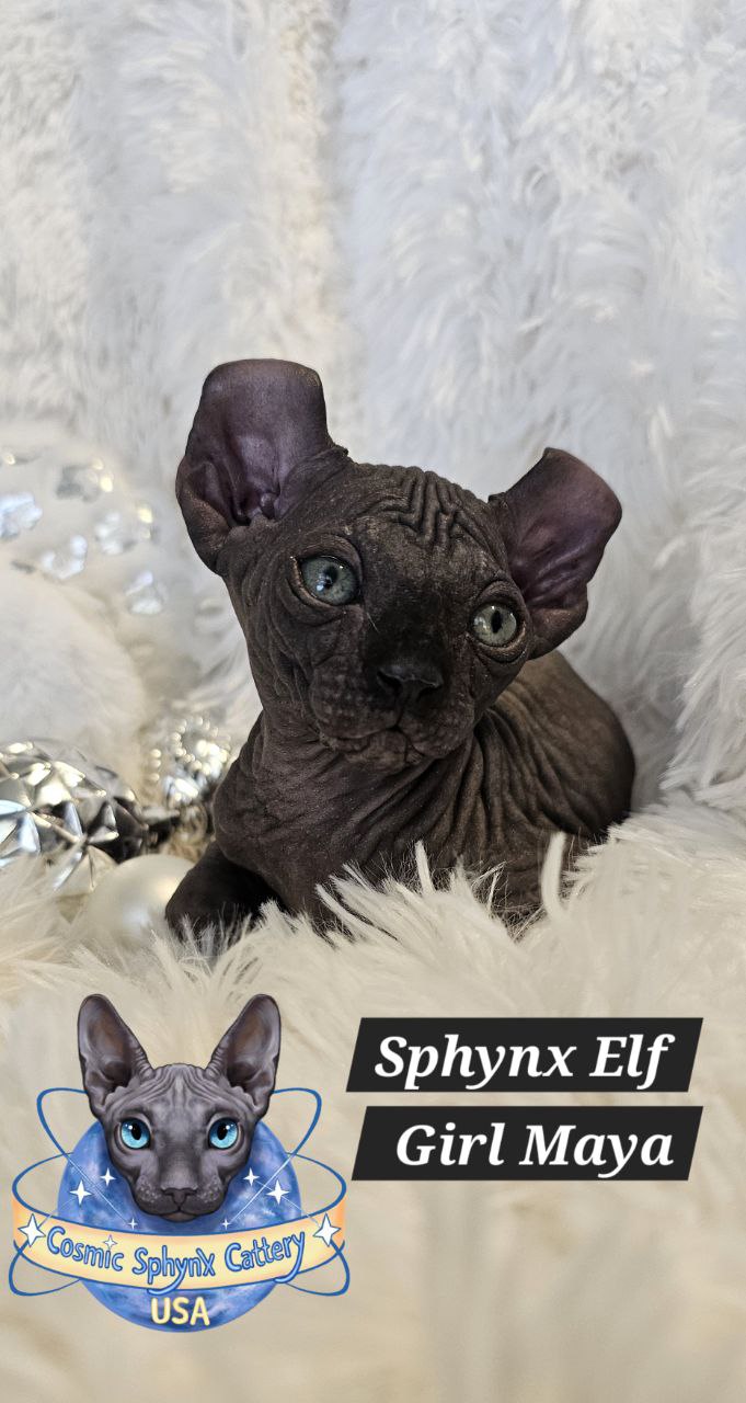 4920252390875794177 (1)