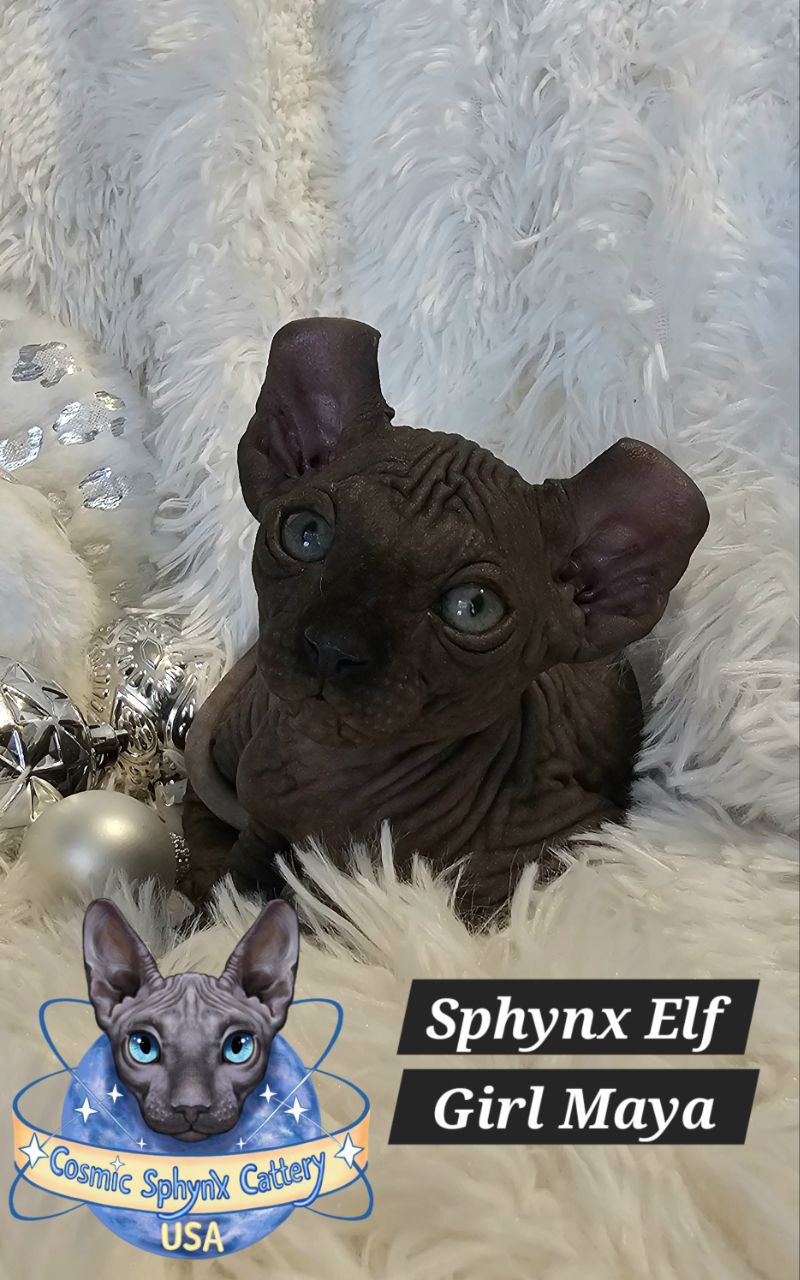 4922696953116691247 (1)