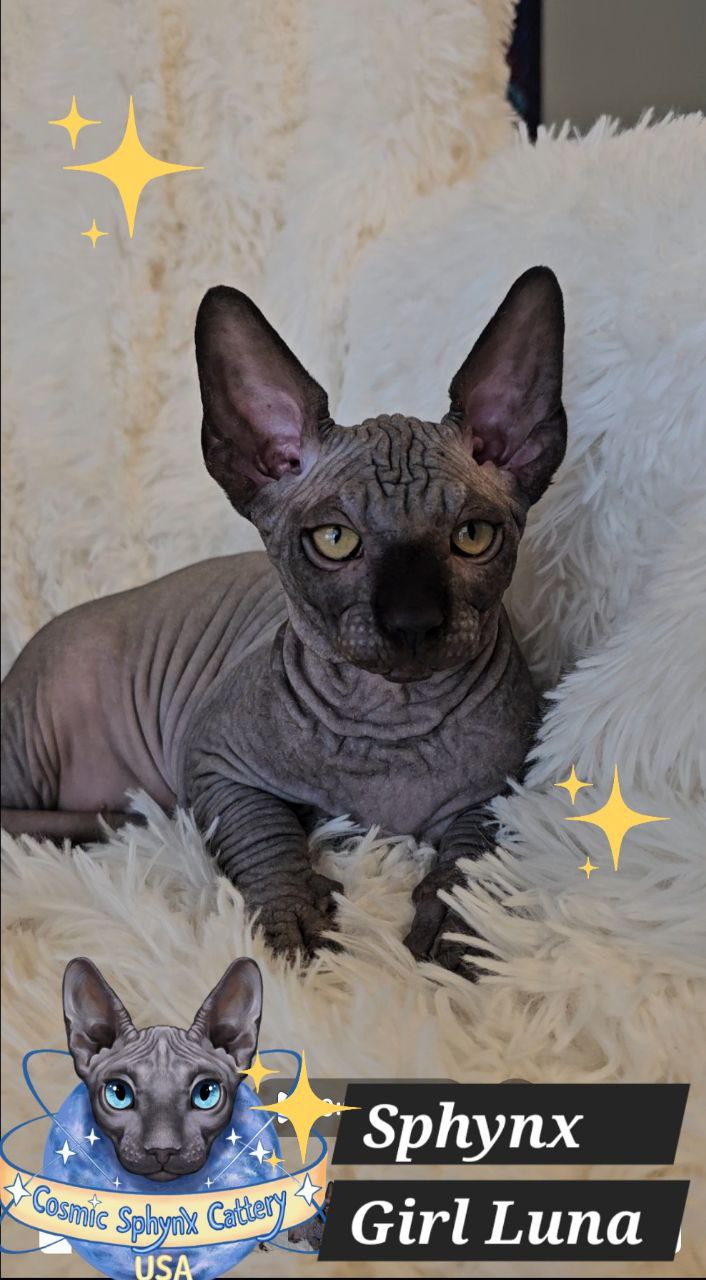Black Sphynx kitten Luna from Cosmic Sphynx Cattery USA on white fluffy backgroun
