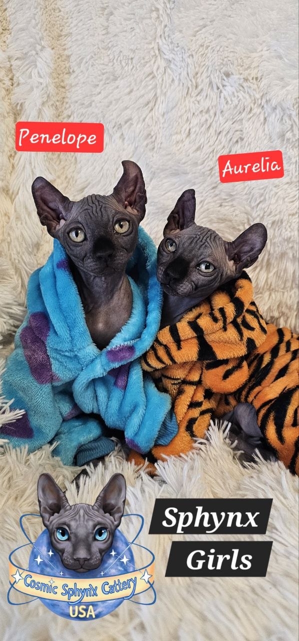 Meet our beautiful girls — Aurelia and Penelope ✨ Take a moment to admire their stunning skin color — a deep, shimmering black, like cosmic velvet, softly glowing and changing with the light. Their beauty captivates the eye, and their personalities capture the heart. Aurelia and Penelope are gentle, affectionate, and deeply people-oriented girls. They are joyful, playful, curious, and incredibly loving — always seeking closeness, warmth, and connection. They adore human attention and bring comfort simply by being near. These are not just kittens — they are little souls with big hearts, ready to bring warmth, joy, and a special bond into your home ✨