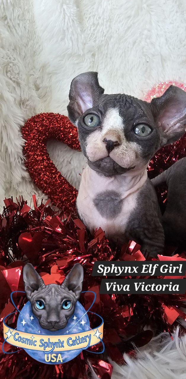 4904684465867656135 (1)