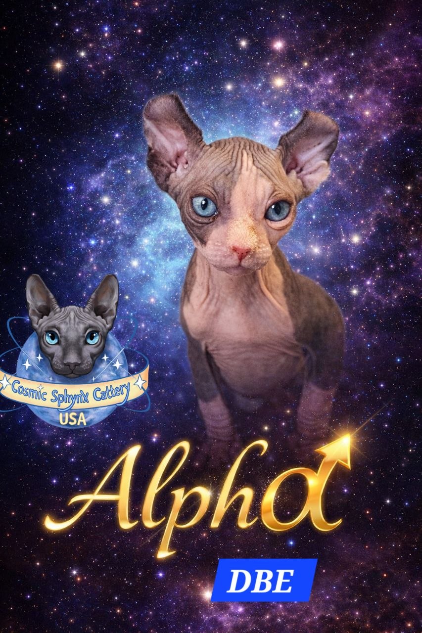 Elf girl Alpha DBE Dominant Blue Eyes, hairless kitten with curved ears Chicago Illinois