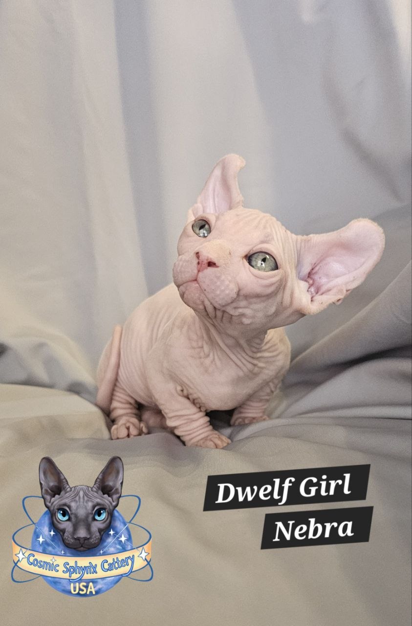 5089460955443301407 (1)