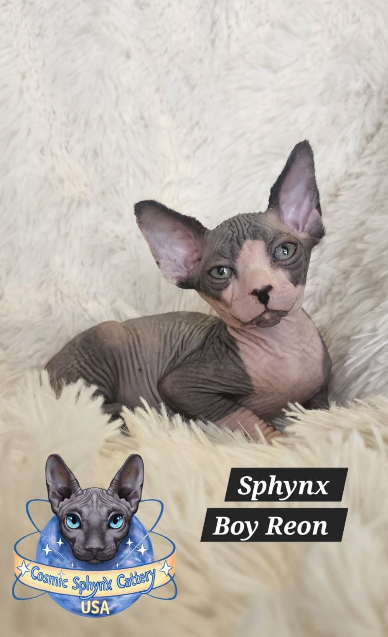 5100789232334212125 (1)