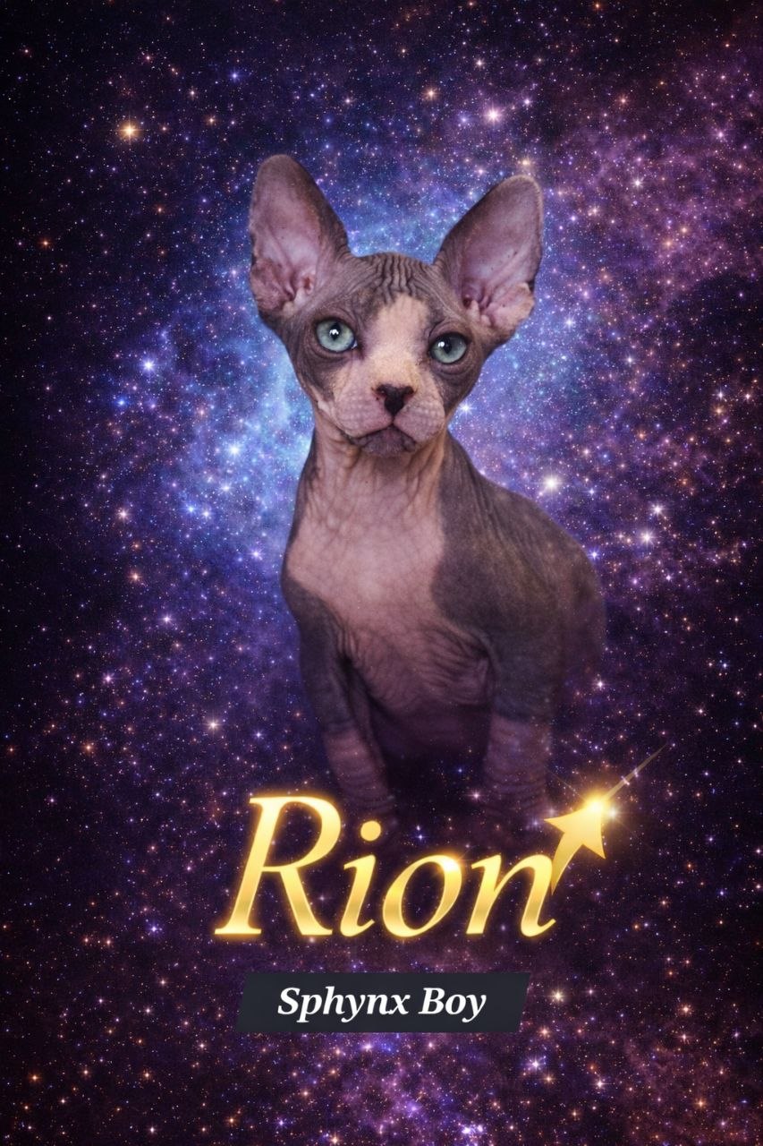 cosmic style Sphynx kitten portrait, hairless cat with glowing background