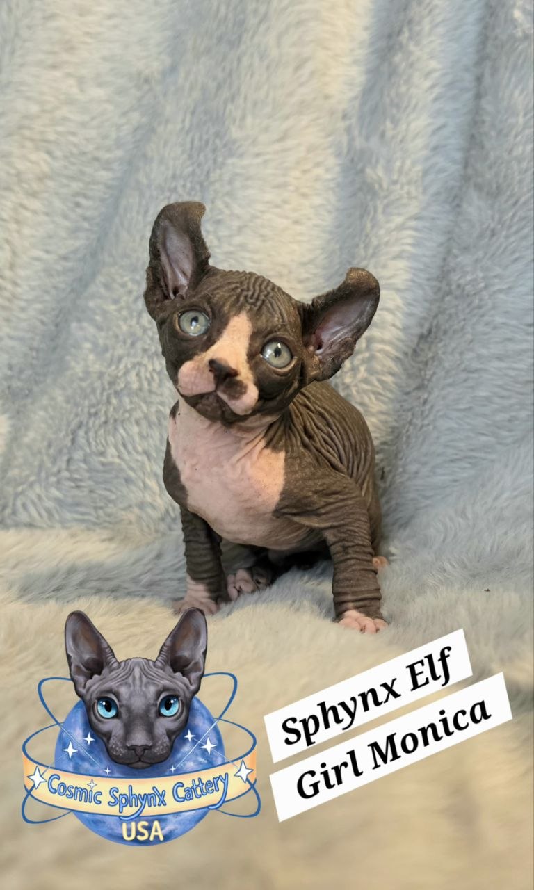 Beautiful Black and White Elf Sphynx Girl for Sale in Chicago, IL