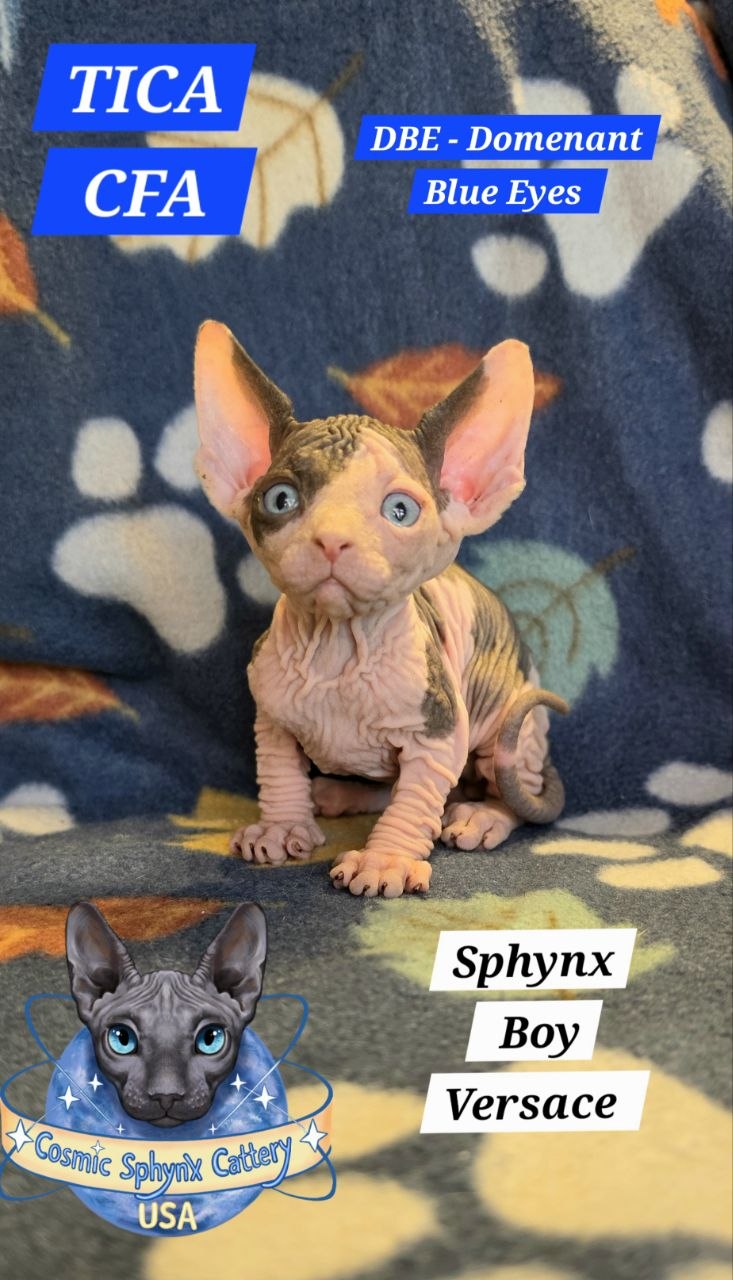 Black and White Blue-Eyed Sphynx Kitten for Sale in Chicago, IL