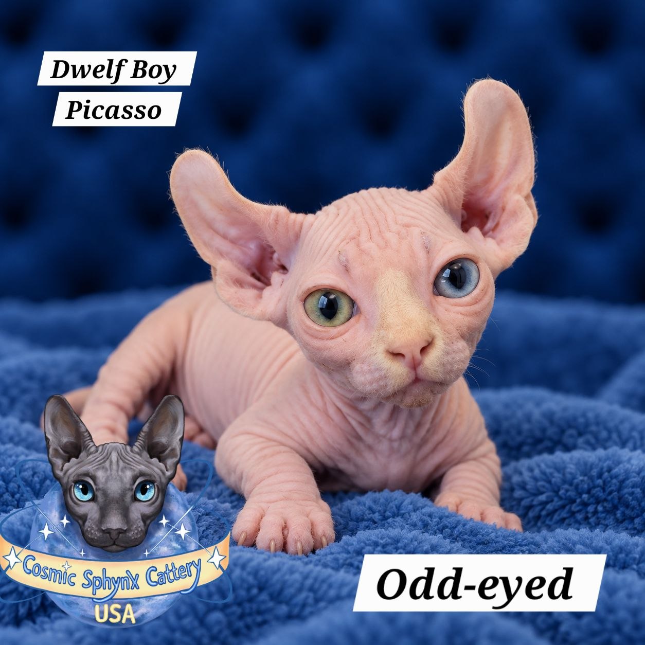 Odd-Eyed Rare Exotic White Dwelf Sphynx Boy for Sale in Chicago, IL