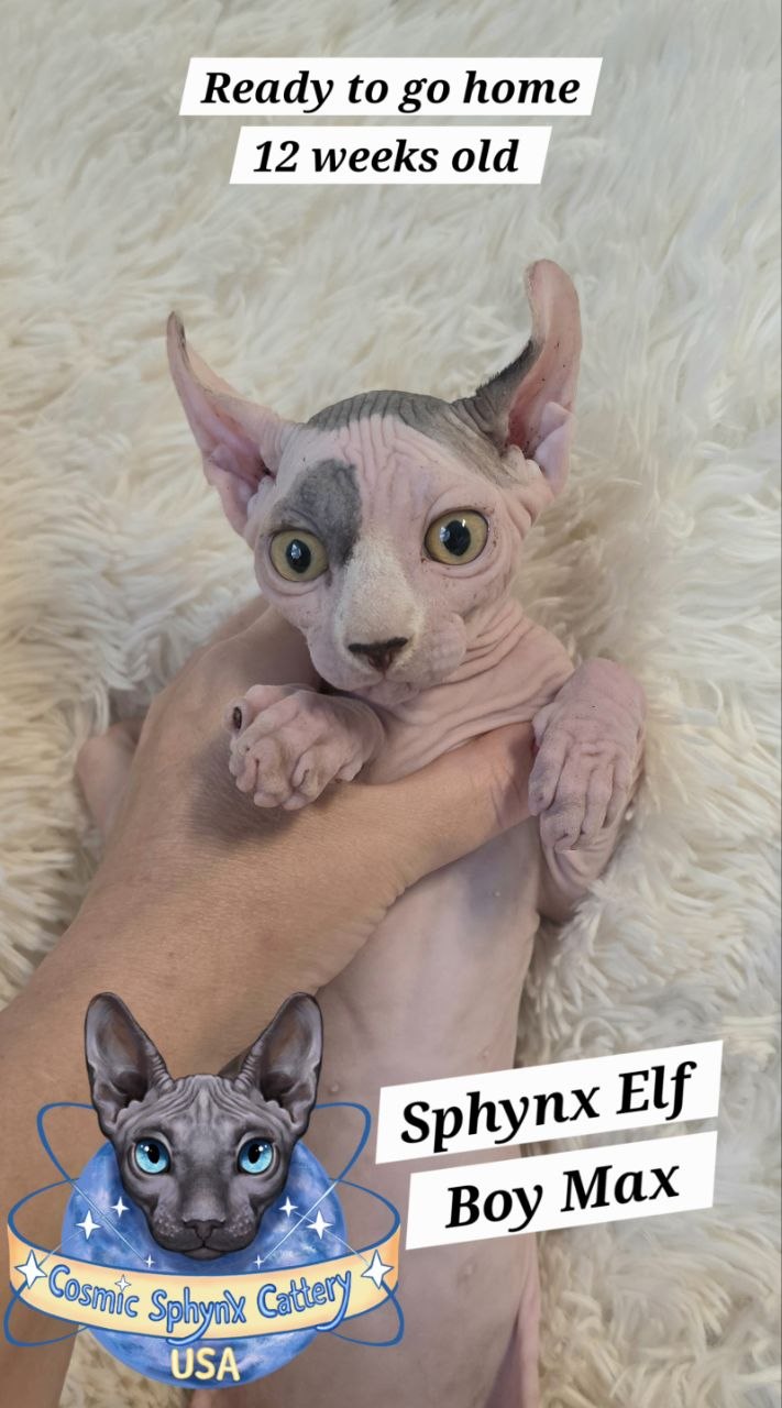 Stunning Polka Dot Elf Sphynx Boy for Sale Near Chicago, IL