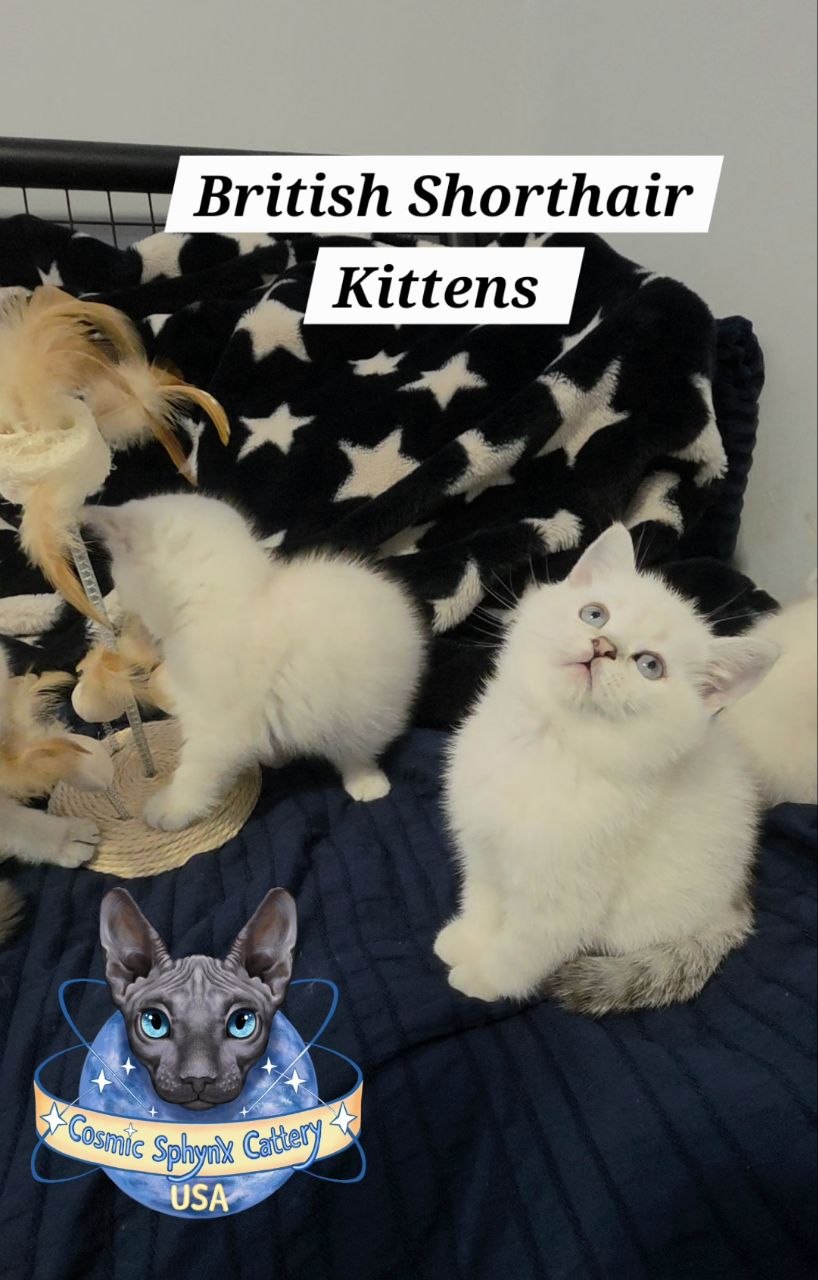 British Shorthair Kittens Ready for New Homes – Chicago Area