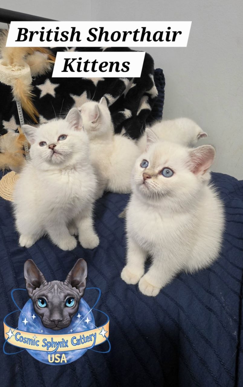 Luxury British Shorthair Kittens Available in Illinois