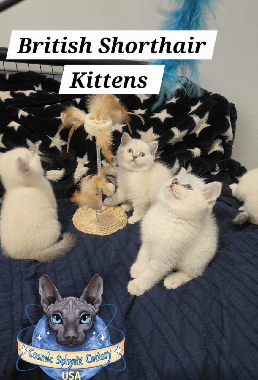 British Shorthair Kittens – Chicago Illinois