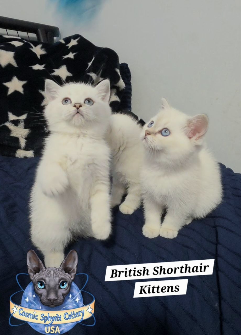 Adorable British Shorthair Kittens for Sale Near Chicago